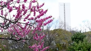 マイ スライドショー　大仙公園（２０１６年３月２５日）