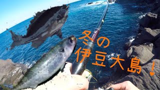 【伊豆大島】真冬でも爆釣！フカセでメジナ\u0026ジグでサバ！