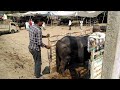 🐂buffalo unloading in pashu mandi chausa buffalo video bihar pashu mandi chausa mela video 2022