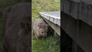 Interesting facts about the wombat