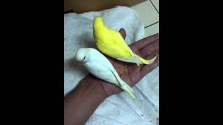 Budgerigar Meloセキセイインコ小白小黃情人節閃光彈閃死我.mp4