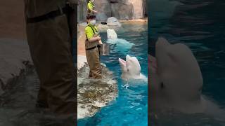 ベルーガ　どっちが上手にできたかな？　【名古屋港水族館】　Beluga Nagoya Aquarium