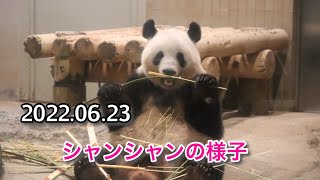 2022.06.23のシャンシャンの様子です　#シャンシャン