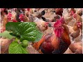 How to raise chickens in the rainy season - daily work on the farm
