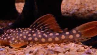 L14 Scobinancistrus aureatus - The Popular Goldie or Sunshine Pleco (juvenile)