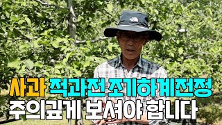 사과 적과 전 조기 하계 전정 및 병해충 방제