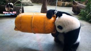 20150821聰明圓仔花不到兩分鐘輕鬆取食 The Giant Panda Yuan Zai