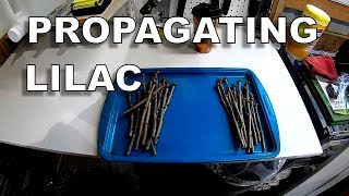 Propagating (Rooting) Common Lilac