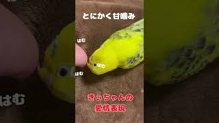 ベタ慣れインコちゃんは甘噛み上手！#セキセイインコ#13歳#老鳥