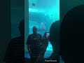 ファンサービスがすごいクエ 美ら海水族館 short