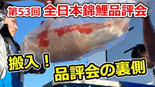 【搬入】第53回全日本錦鯉品評会