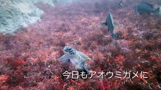 今日もアオウミガメに  館山 西川名 202412b【4K】