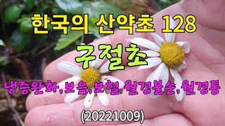 #한국의 산약초 128.구절초(20221009)여성들의 냉증완화,보혈,월경불순,월경통에 좋다.