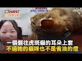 ctwant 生活趣聞 飼主想玩套圈圈　腦筋竟動到貓耳上