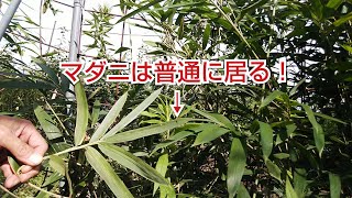 草むらにはマダニがいる！と思って探してみました