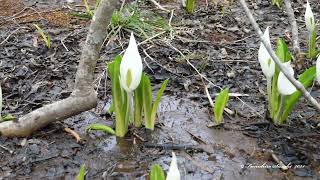 白石市　水芭蕉の森をウォーキング　4K映像