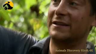 Animals Discovery Hindi 4K  // Hindi documentary video// Discovery Hindi