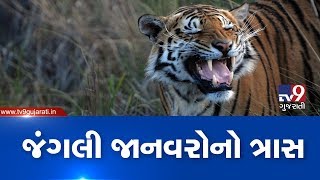 Wild animals haunt Godhra villagers, Panchmahal| TV9News