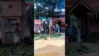 Trikkadavoor sivaraju at thirunakkara