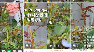 장미 벌레 1시간만에 박멸 방법/장미벌레 퇴치방법