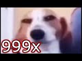 sus dog but 999x speed meme