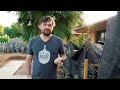 Mulberry Tree Progress and Garden Update | Proof Bread