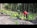 MEMBANTU BANG SOLEGAR PANEN DI KEBUNNYA UNTUK PULANG KAMPUNG.