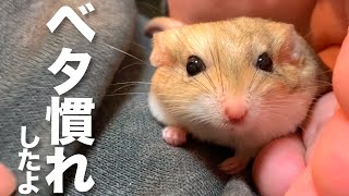 【ぷにぷに】ハムスターよりも手慣れが早かったマカロニマウスちゃん【もふもふ】