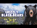 Arctic Black Bears Turbo-Evolving