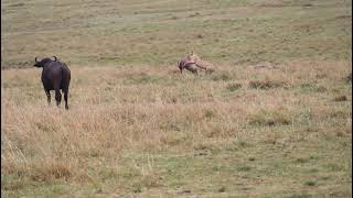 Lioness kills Maasai Mara - Africa לביאה צדה במסאי מארה בקניה - אפריקה