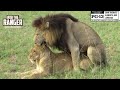 WILDlife: Lion Courtship Rituals Witnessed In Africa