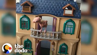 Naked Lovebird Guards His Dollhouse | The Dodo