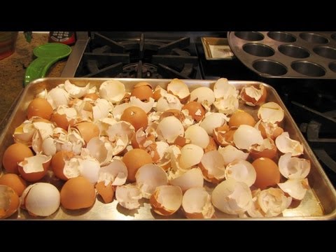 Healthy Foods to Feed Your Dog Healthy Foods to Feed Your Dog