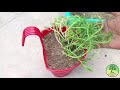 পর্তুলাকা প্রতিস্থাপন ও সম্পূর্ণ পরিচর্যা grow portulaca or moss rose