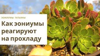 Эониумы осенью 2. Размножение и уход в домашних условиях