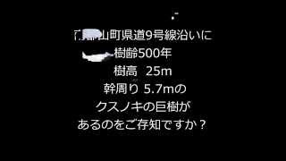 【きんぎょチャンネル】大職冠クスノキ（大和郡山市南郡山町）