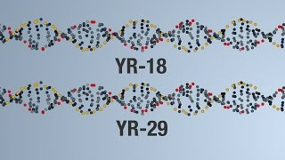 GCTV18: Adult Plant Resistance