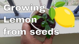 விதையிலிருந்து எலுமிச்சை செடி வளர்ப்பது எப்படி | Growing  lemon from Seeds - Part 1