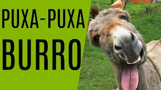 PUXADA DO BURRO!