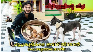 പൂച്ച കുഞ്ഞുങ്ങളെ PITBULL-നു തീറ്റയായി കൊടുത്തപ്പോൾ |What if i give kittens for a Pitbull to eat !?