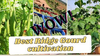 Best Ridge gourd cultivation | 2500 kgs single Harvest from 2 acres |