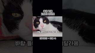 추운 겨울 고양이 아지트