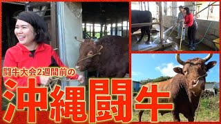 【沖縄闘牛−正念場の天刃丸①】でーじ大好きな「天刃丸」に再会！具志川大闘牛大会2週間前の様子に密着しました！