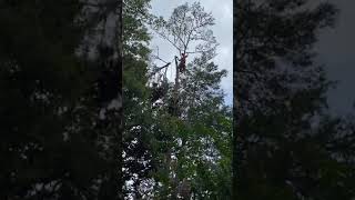 Pine Tree Rigging