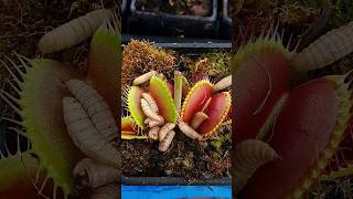 Dropping worms into Venus Flytraps #venusflytrap #plant #carnivorousplant #nature #insect