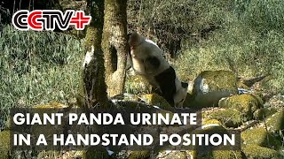 Camera Captures Panda Performing Impressive Handstand While Urinating