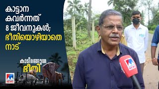 കണ്ണൂരിന് ഭീതിയായി ആറളം; വ്യാപക കൃഷിനാശം; ദിനംപ്രതി കൊമ്പൻമാർ കുത്തി മലർത്തുന്നത് 50ഓളം തെങ്ങുകൾ | K