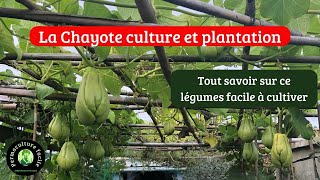 La chayotte plantation et culture en permaculture🌱