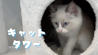 子猫がいつの間にかキャットタワーに登っていました【ラグドール】