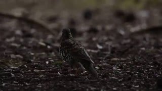 White's Thrush　Call？